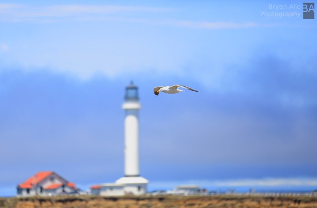 Point Arena bird in flight